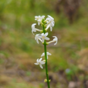 Stackhousia monogyna at QPRC LGA - 2 Jan 2024