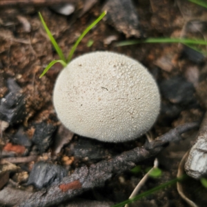 Lycoperdon sp. at Monga National Park - 2 Jan 2024