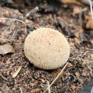 Lycoperdon sp. at Monga National Park - 2 Jan 2024