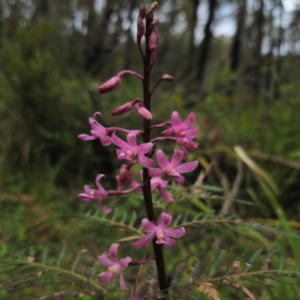 Dipodium roseum at QPRC LGA - 2 Jan 2024