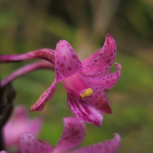 Dipodium roseum at QPRC LGA - 2 Jan 2024