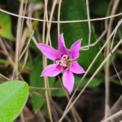 Schelhammera undulata (Lilac Lily) at QPRC LGA - 2 Jan 2024 by Csteele4