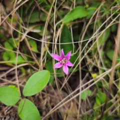 Schelhammera undulata at QPRC LGA - 2 Jan 2024