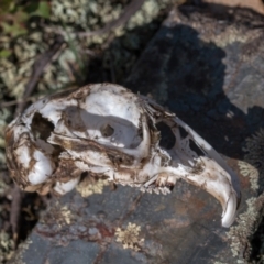 Oryctolagus cuniculus (European Rabbit) at Namadgi National Park - 1 Jan 2024 by Cmperman