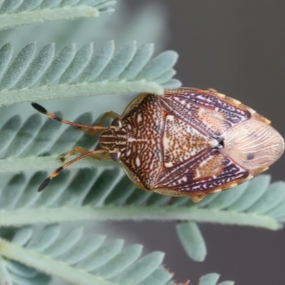 Anischys luteovarius (A shield bug) at QPRC LGA - 2 Jan 2024 by jb2602