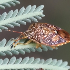 Anischys luteovarius at QPRC LGA - 2 Jan 2024