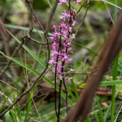 Dipodium roseum (Rosy Hyacinth Orchid) at Wingecarribee Local Government Area - 2 Jan 2024 by Aussiegall