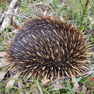 Tachyglossus aculeatus (Short-beaked Echidna) at Penrose, NSW - 1 Jan 2024 by Aussiegall