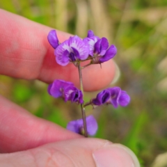 Glycine microphylla (Small-leaf Glycine) at QPRC LGA - 2 Jan 2024 by Csteele4