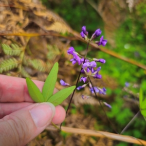 Glycine microphylla at QPRC LGA - 2 Jan 2024