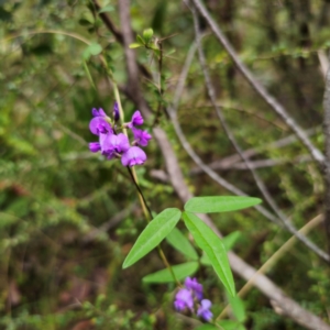 Glycine microphylla at QPRC LGA - 2 Jan 2024