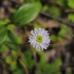 Lagenophora stipitata (Common Lagenophora) at QPRC LGA - 2 Jan 2024 by Csteele4