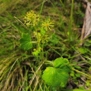 Hydrocotyle laxiflora at QPRC LGA - 2 Jan 2024