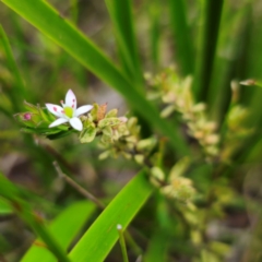 Rhytidosporum procumbens (White Marianth) at Monga National Park - 2 Jan 2024 by Csteele4