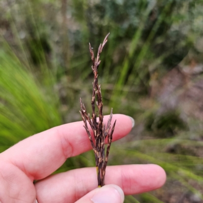 Lepidosperma urophorum (Tailed Rapier-sedge) at Monga, NSW - 2 Jan 2024 by Csteele4