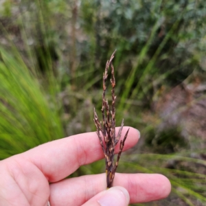 Lepidosperma urophorum at QPRC LGA - 2 Jan 2024