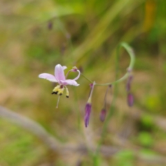 Arthropodium milleflorum (Vanilla Lily) at Monga National Park - 2 Jan 2024 by Csteele4