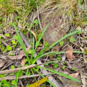 Arthropodium milleflorum at Monga National Park - 2 Jan 2024 04:01 PM