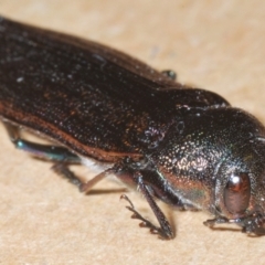 Neobuprestis frenchi (French's New Jewel beetle) at Nimmo, NSW - 30 Dec 2023 by Harrisi