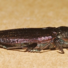 Neobuprestis frenchi at Nimmo, NSW - 31 Dec 2023