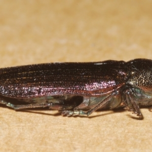 Neobuprestis frenchi at Nimmo, NSW - 31 Dec 2023 12:16 AM