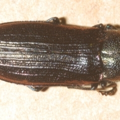 Neobuprestis frenchi at Nimmo, NSW - 31 Dec 2023