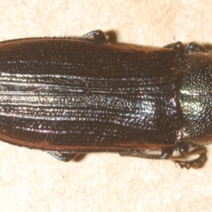 Neobuprestis frenchi at Nimmo, NSW - 31 Dec 2023 12:16 AM