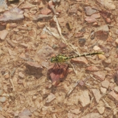 Austrogomphus guerini (Yellow-striped Hunter) at Berridale, NSW - 30 Dec 2023 by Harrisi