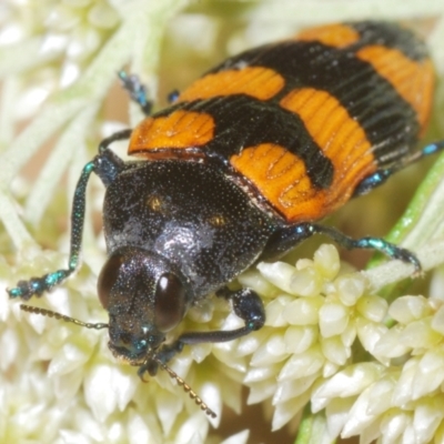 Castiarina thomsoni (A jewel beetle) at Nimmo, NSW - 31 Dec 2023 by Harrisi