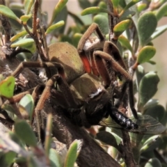 Neosparassus patellatus (Tasmanian Badge Huntsman) at Top Hut TSR - 11 Nov 2023 by AndyRoo