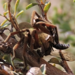 Neosparassus patellatus at Top Hut TSR - 11 Nov 2023