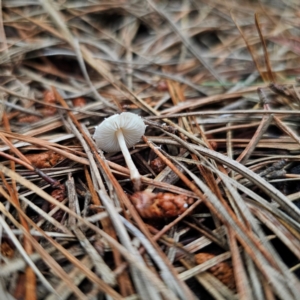 Cystolepiota sp. at suppressed - suppressed