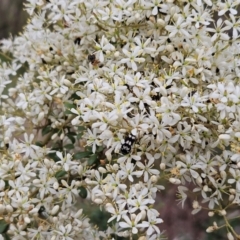 Bursaria spinosa (Native Blackthorn, Sweet Bursaria) at The Pinnacle - 31 Dec 2023 by sangio7