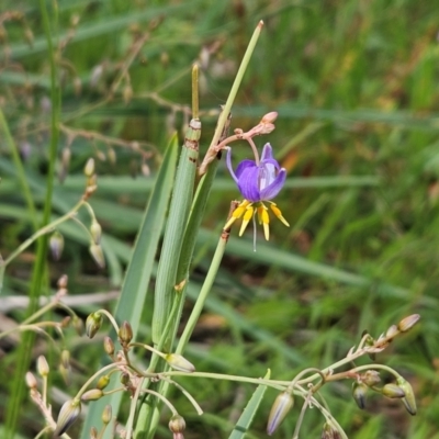 Dianella sp. aff. longifolia (Benambra) (Pale Flax Lily, Blue Flax Lily) at Weetangera, ACT - 31 Dec 2023 by sangio7