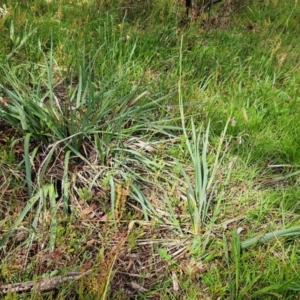 Dianella sp. aff. longifolia (Benambra) at The Pinnacle - 31 Dec 2023