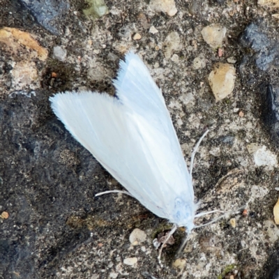 Tipanaea patulella (A Crambid moth) at Mount Ainslie to Black Mountain - 2 Jan 2024 by Hejor1