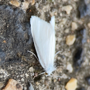 Tipanaea patulella at Mount Ainslie to Black Mountain - 2 Jan 2024