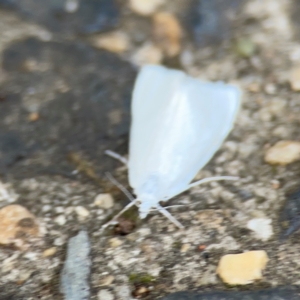 Tipanaea patulella at Mount Ainslie to Black Mountain - 2 Jan 2024