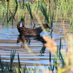 Porzana fluminea (Australian Spotted Crake) at Wodonga - 3 Jan 2024 by KylieWaldon