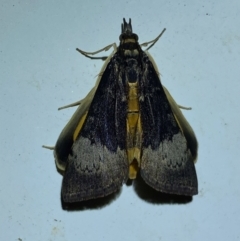 Uresiphita ornithopteralis (Tree Lucerne Moth) at Numeralla, NSW - 28 Dec 2023 by SteveBorkowskis