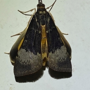 Uresiphita ornithopteralis at Numeralla, NSW - 28 Dec 2023