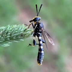 Miltinus sp. (genus) (Miltinus mydas fly) at Numeralla, NSW - 28 Dec 2023 by SteveBorkowskis