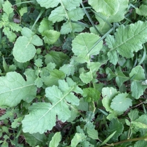 Hirschfeldia incana at Mount Majura - 2 Jan 2024