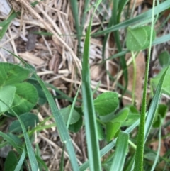 Nassella neesiana at Mount Majura - 2 Jan 2024