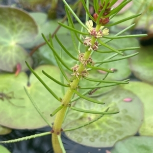 Myriophyllum sp. at QPRC LGA - 1 Jan 2024