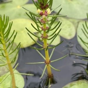 Myriophyllum sp. at QPRC LGA - 1 Jan 2024