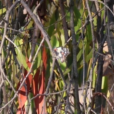 Delias aganippe (Spotted Jezebel) at Wodonga - 2 Jan 2024 by KylieWaldon