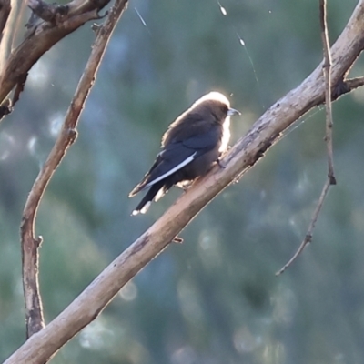 Artamus cyanopterus (Dusky Woodswallow) at Monitoring Site 105 - Remnant - 2 Jan 2024 by KylieWaldon