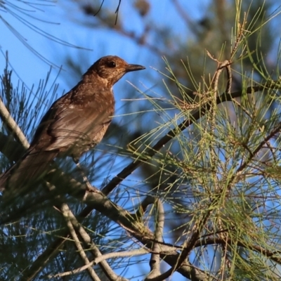 Turdus merula (Eurasian Blackbird) at Wodonga - 2 Jan 2024 by KylieWaldon