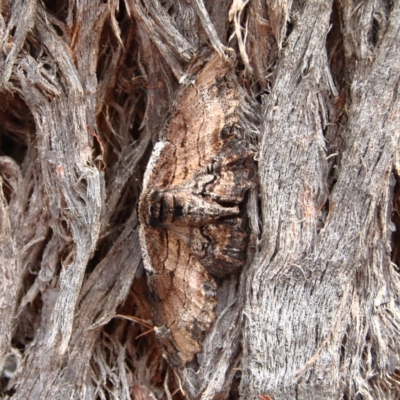 Pholodes sinistraria (Sinister or Frilled Bark Moth) at Higgins Woodland - 2 Jan 2024 by MichaelWenke